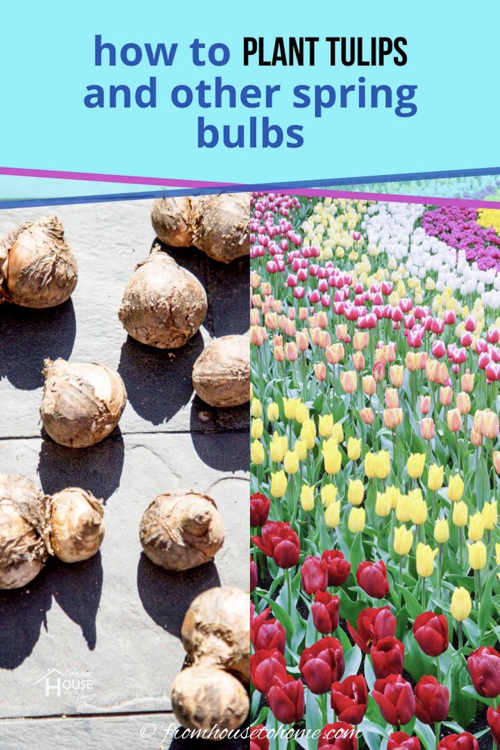 How To Plant Bulbs In The Fall For Lots Of Blooms In The Spring