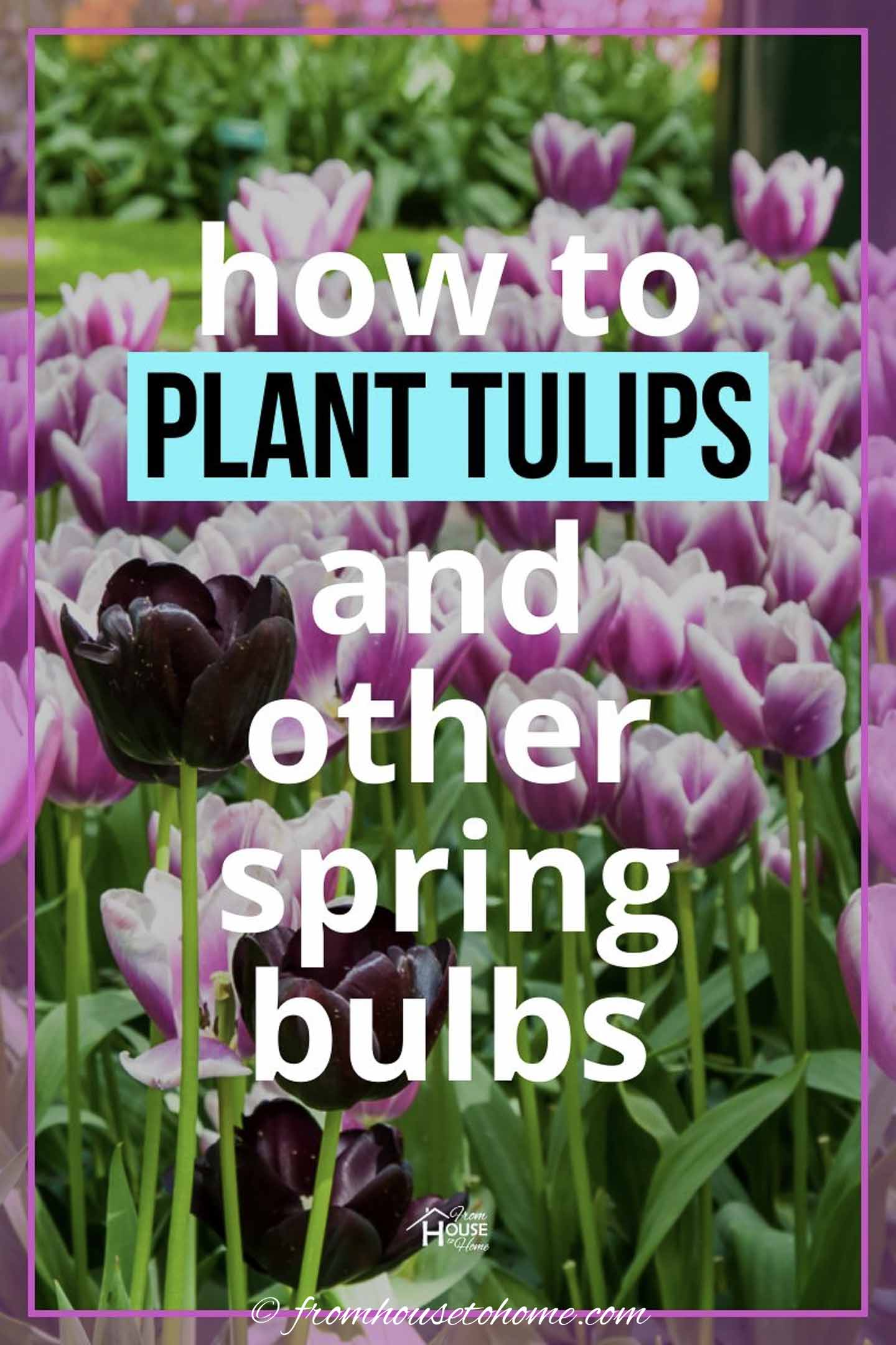 How To Plant Bulbs In The Fall For Lots Of Blooms In The Spring
