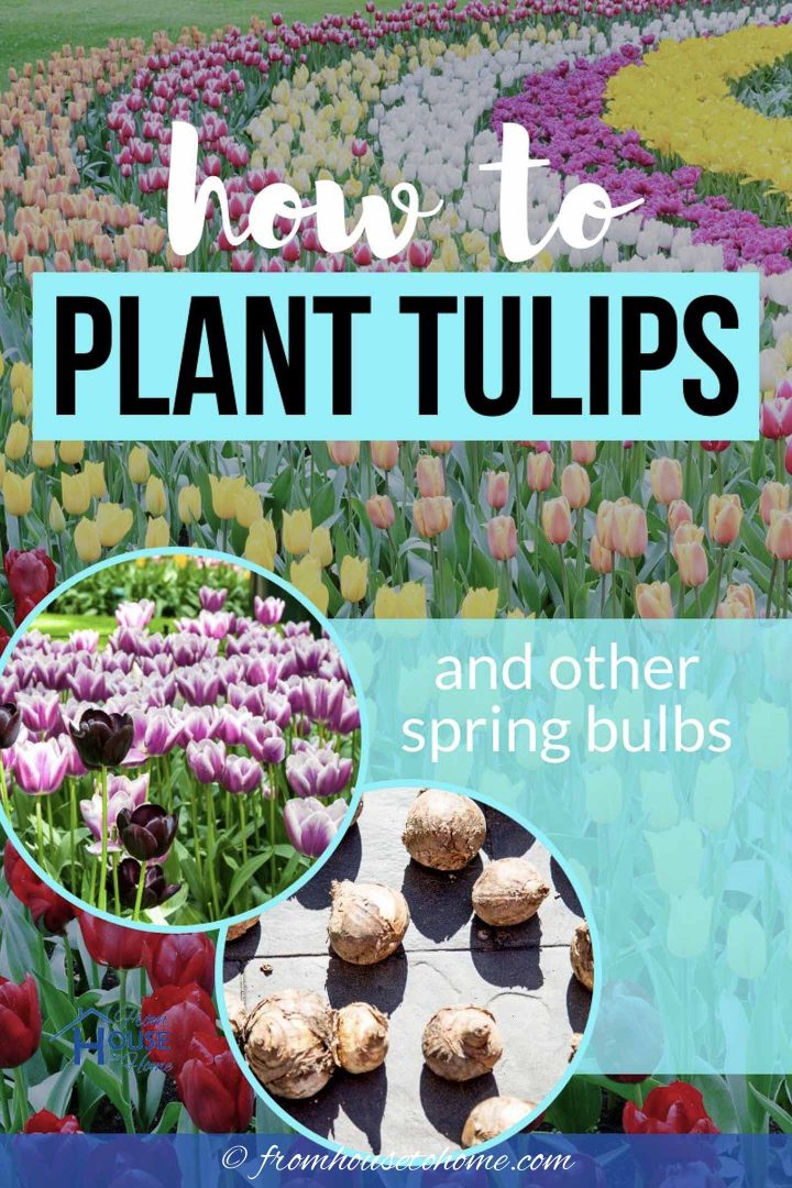 How To Plant Bulbs In The Fall For Lots Of Blooms In The Spring
