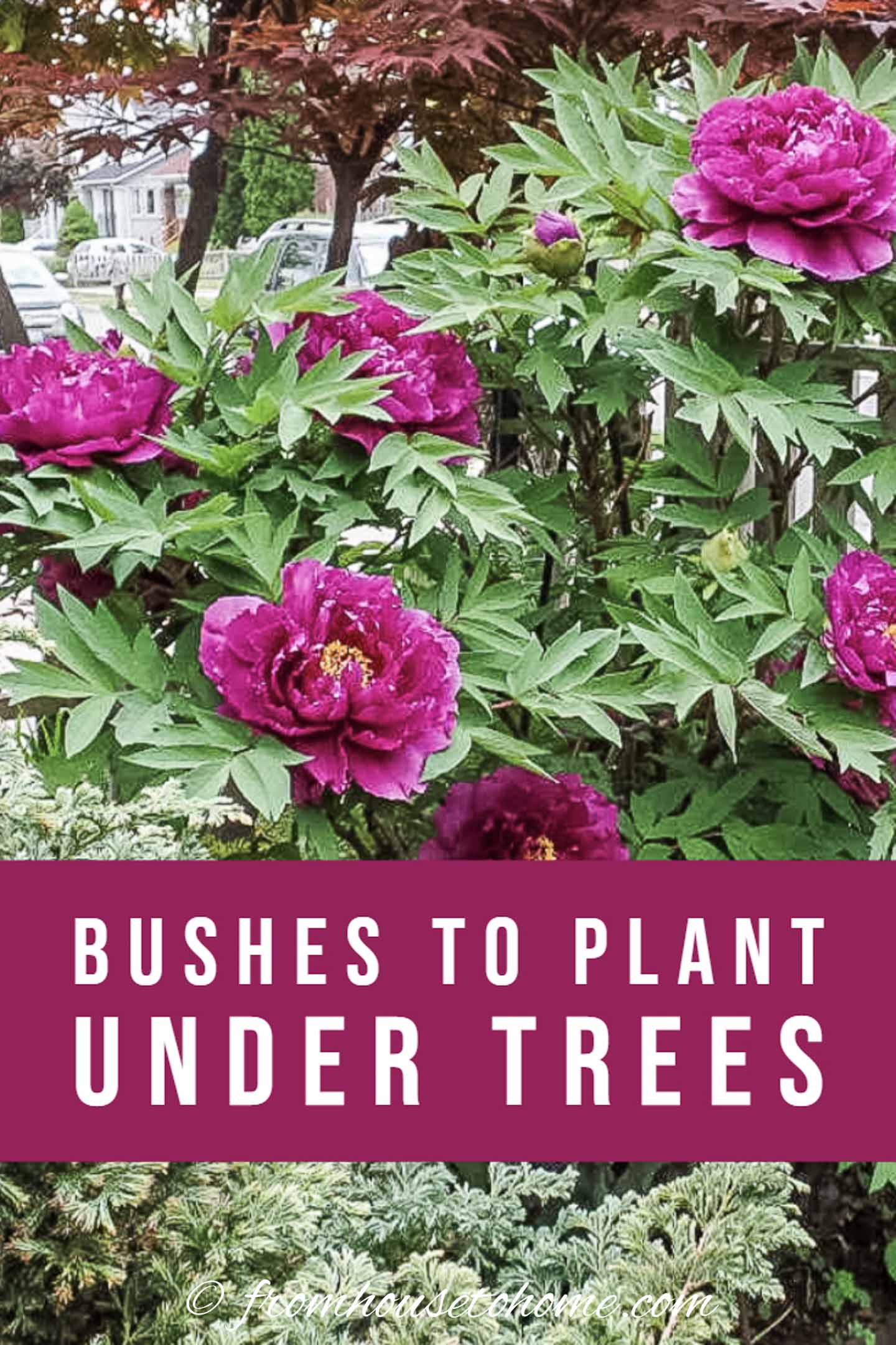 17 Shade Loving Shrubs (The Best Bushes To Plant Under Trees)