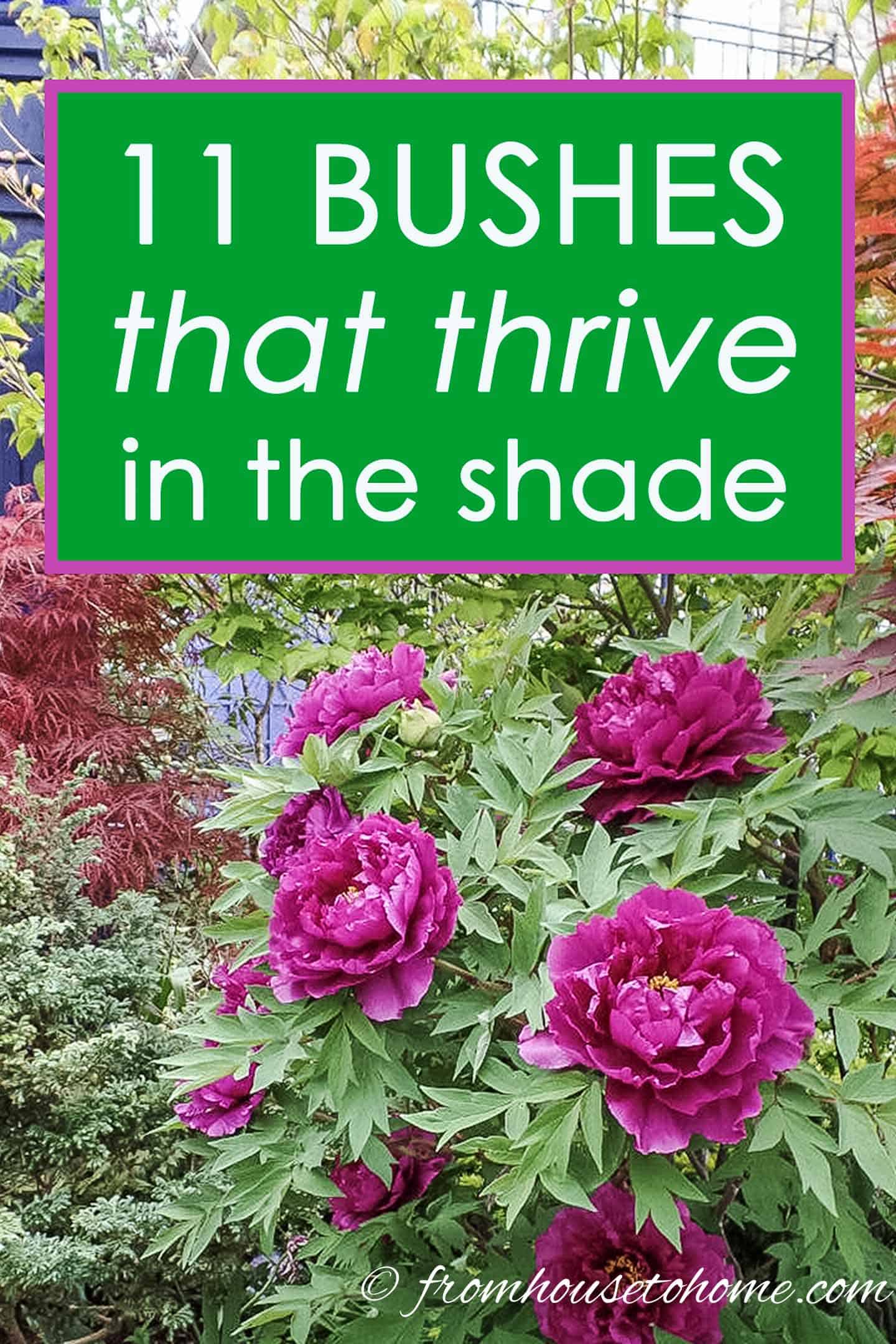 8+ Shade Loving Bushes 17 Shade Loving Shrubs (The Best Bushes To Plant Under Trees)