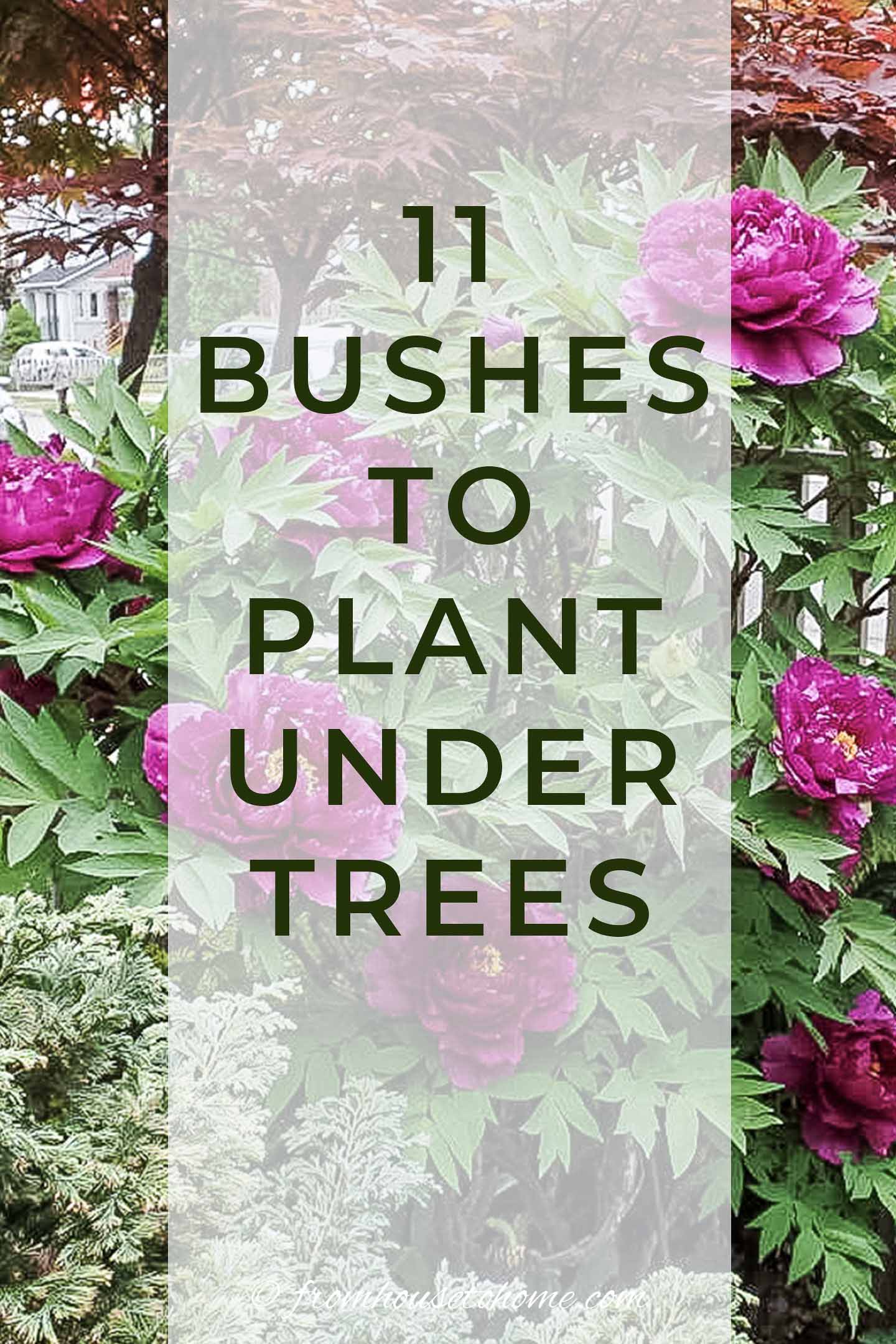 17 Shade Loving Shrubs (The Best Bushes To Plant Under Trees)