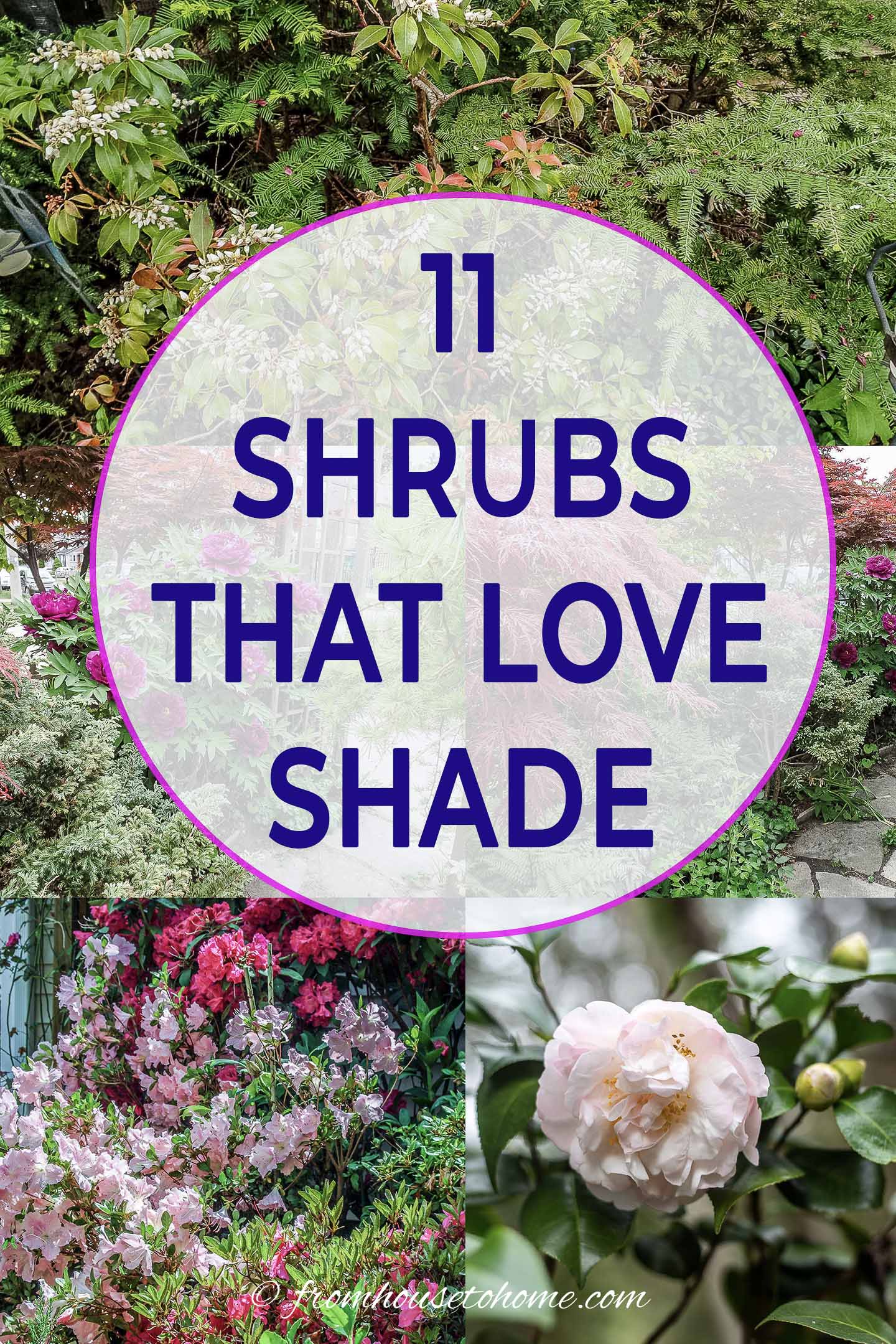 10+ Full Shade Bushes And Shrubs 17 Shade Loving Shrubs (The Best Bushes To Plant Under Trees)