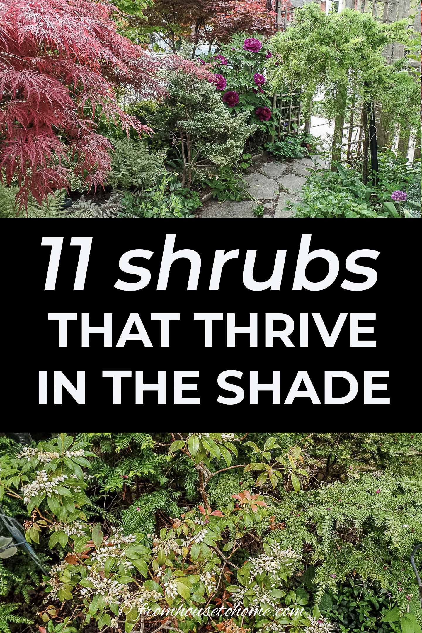 10+ Best Shrubbery For Shade 17 Shade Loving Shrubs (The Best Bushes To Plant Under Trees)