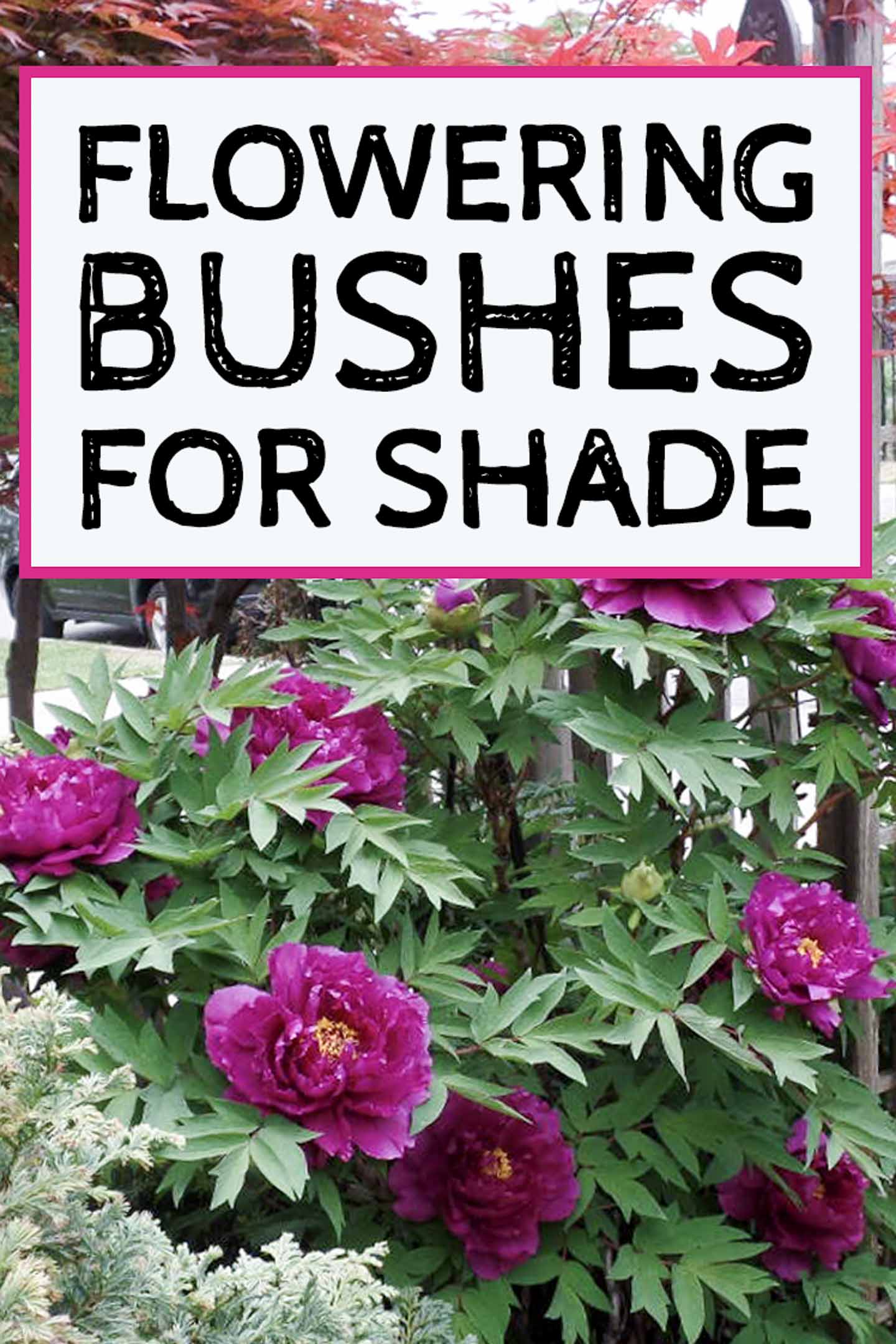 flowering bushes for shade
