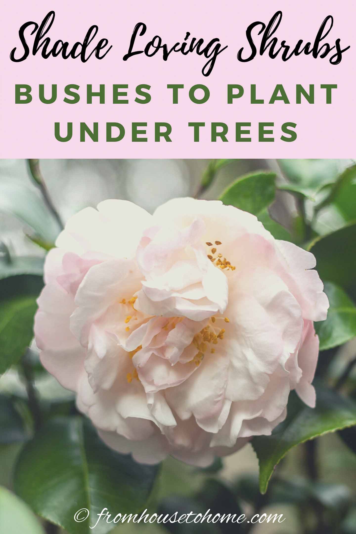 7+ Bush That Grows In Shade 17 Shade Loving Shrubs (The Best Bushes To Plant Under Trees)
