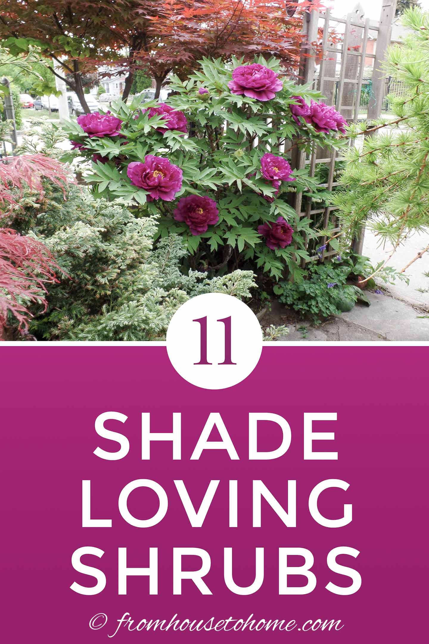 20+ Flower Bushes That Like Shade 17 Shade Loving Shrubs (The Best Bushes To Plant Under Trees)