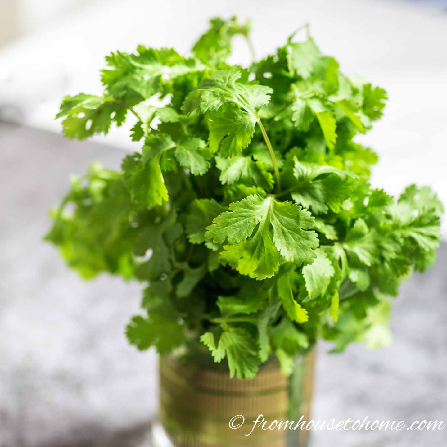 Herb Saver for Fresh Produce Storage Keeper Parsley Cilantro Thyme Sage Rosemary 