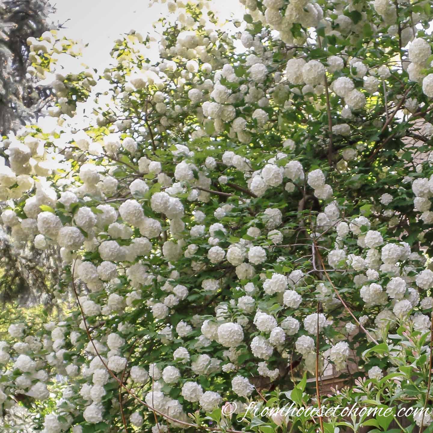 Viburnum bush covered in white flowers