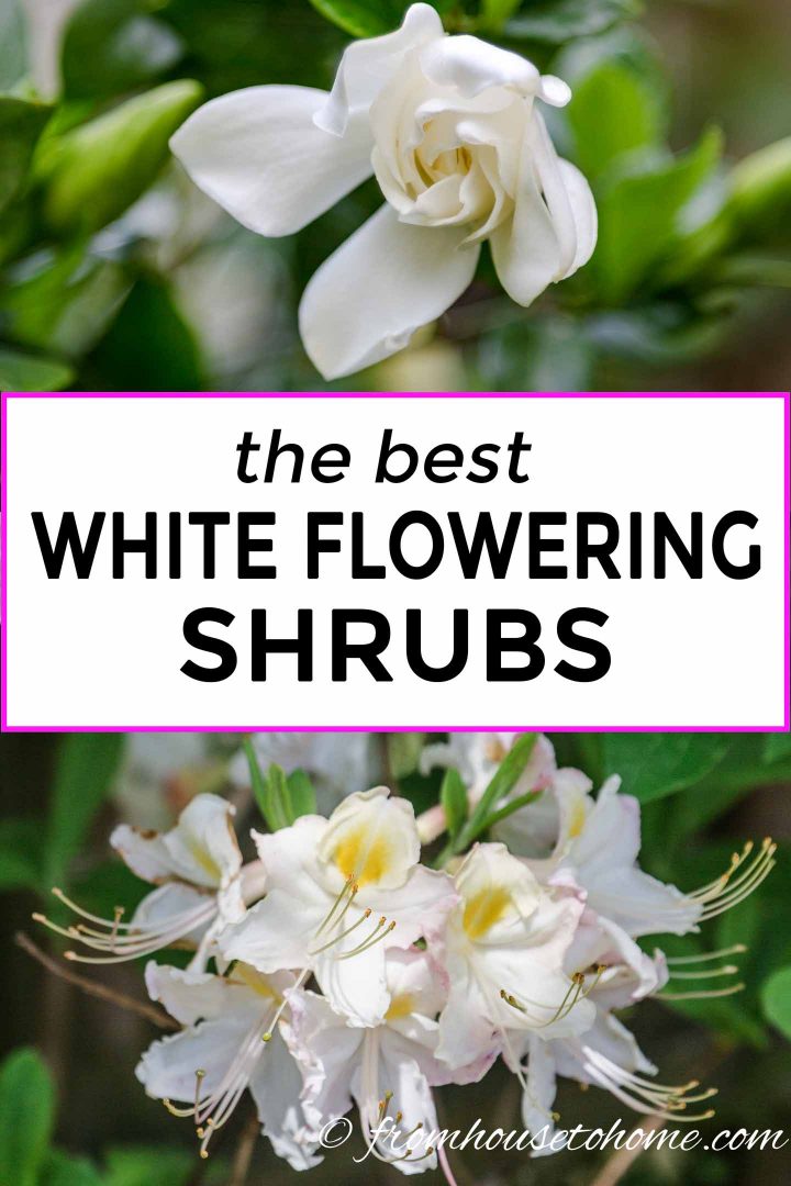 White Flowering Shrubs 20 Of The Best Varieties For Your Garden Gardening From House To Home,Vegan Burger Recipe Easy