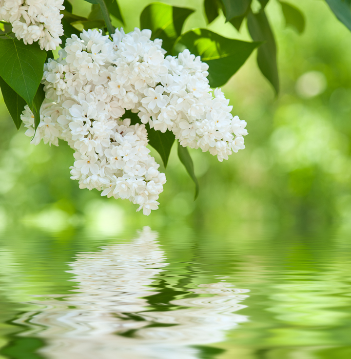 White Flowering Shrubs (20+ Of The Best Varieties For Your Garden)