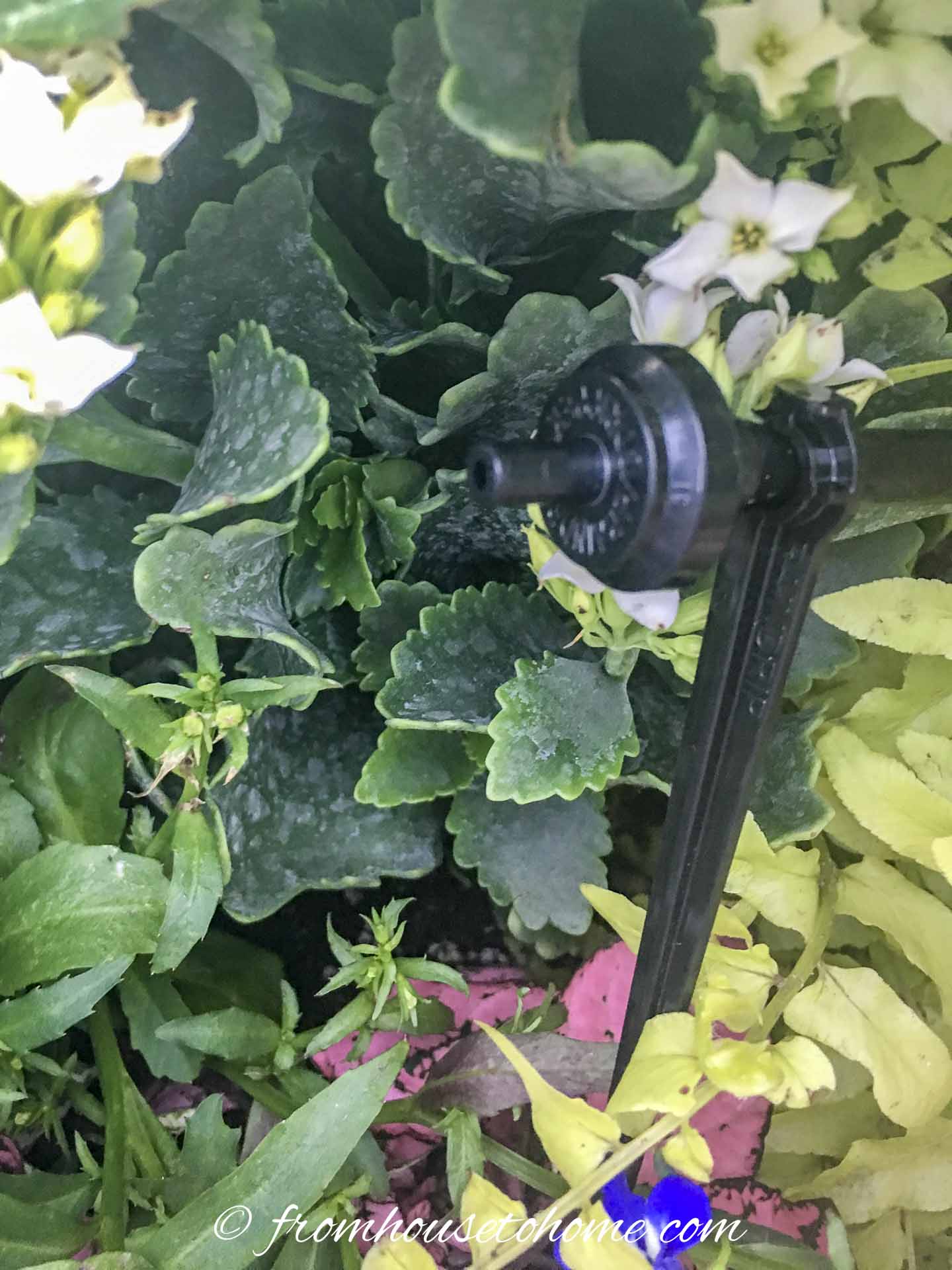 A container watering system emitter in a planter with a lot of plants