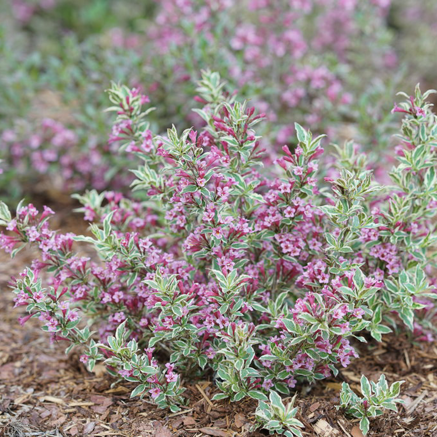 Weigela 'My Monet Purple Effect'