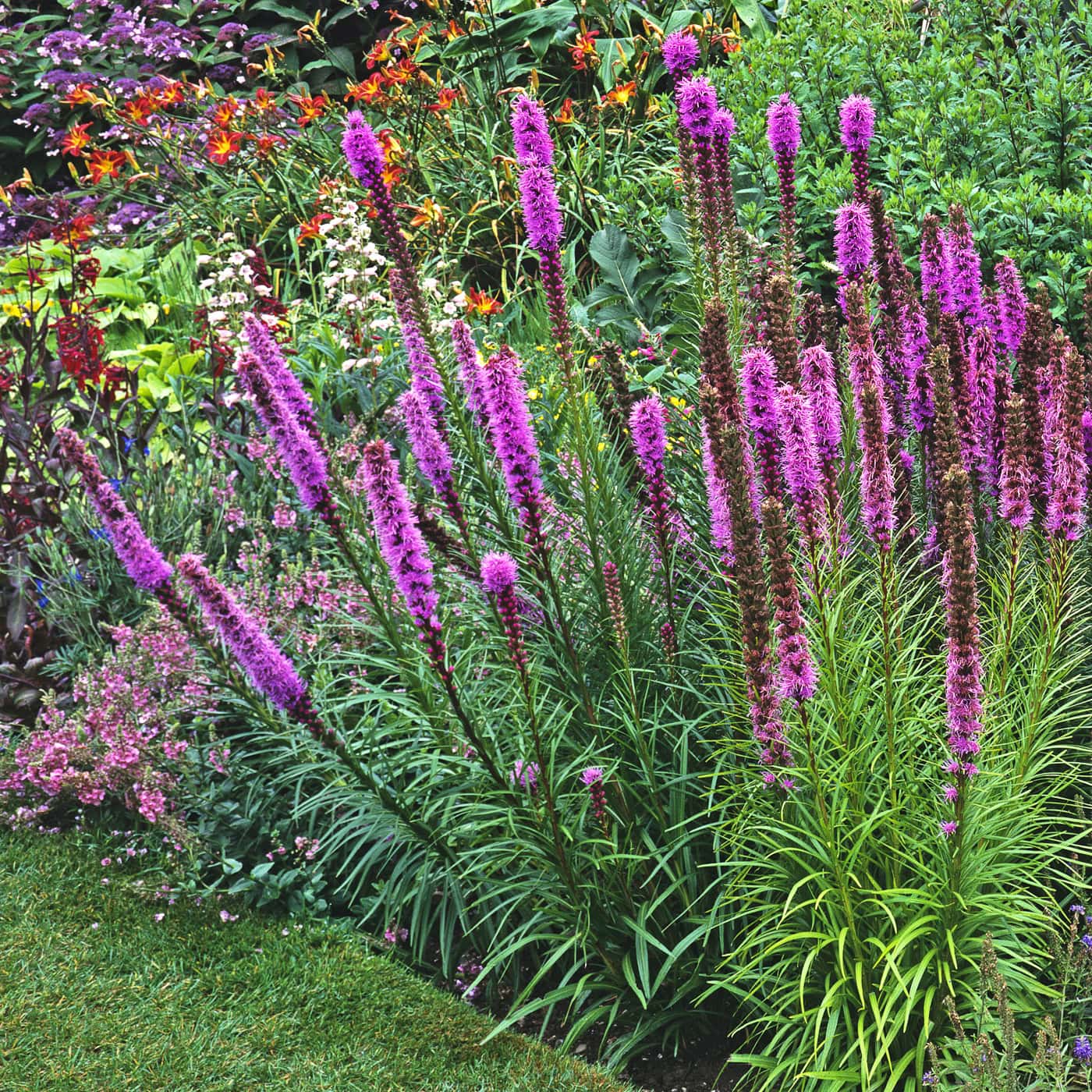 A colorful flower border with flowering Liatris