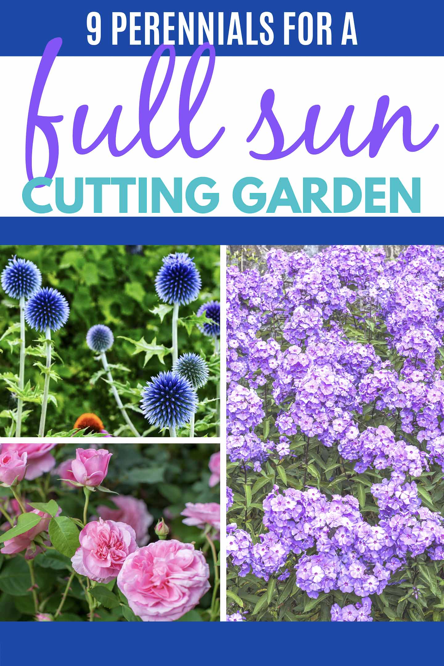 Full Sun Perennials For A Summer Cutting Garden (in zones 4 to 8)