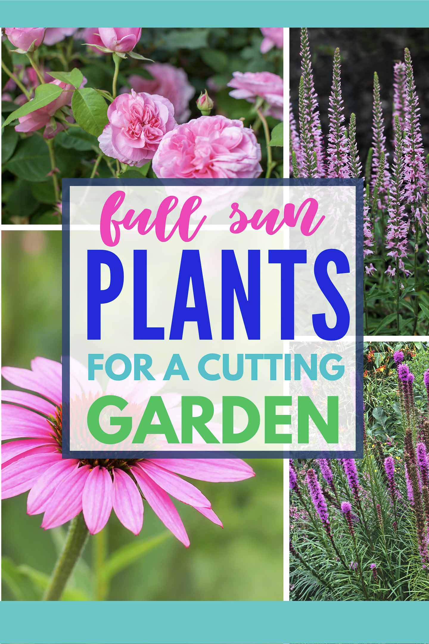 Full Sun Perennials For A Summer Cutting Garden (in zones 4 to 8)