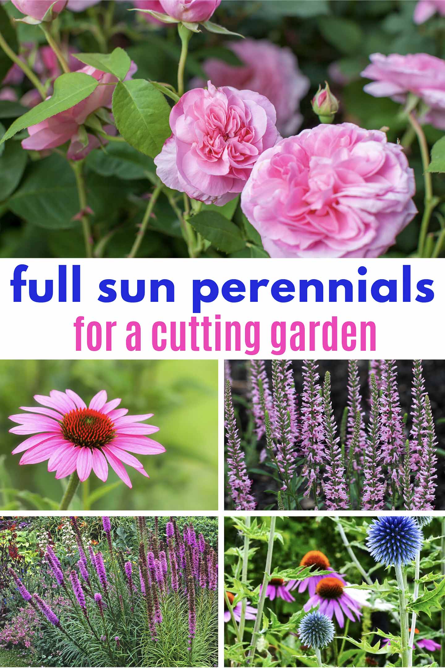 Full Sun Perennials For A Summer Cutting Garden (in zones 4 to 8)