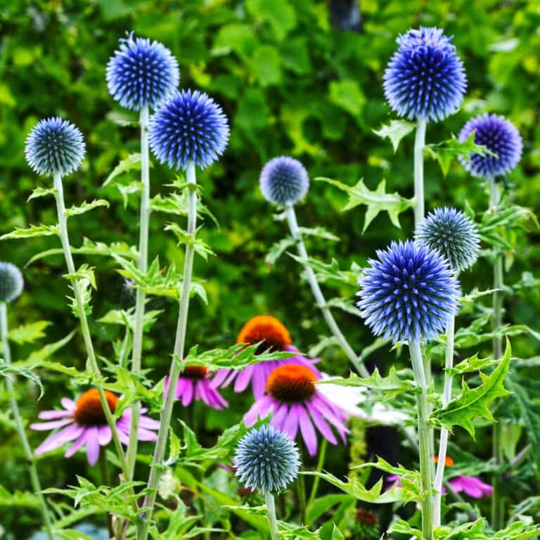 globe thistle and echinacea perennials in a full sun cutting garden