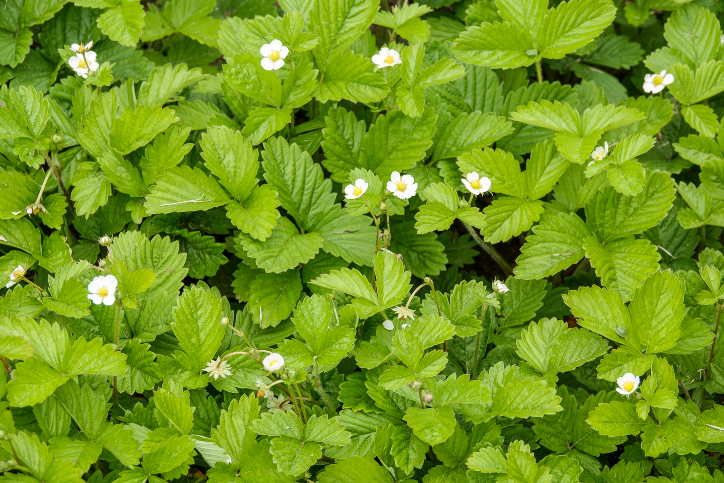 Woodland strawberry ©Luidmila Spot - stock.adobe.com
