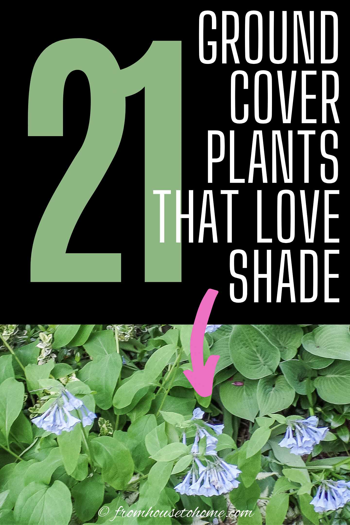 Ground Cover Plants For Shade (Perennials That Keep Weeds Down)