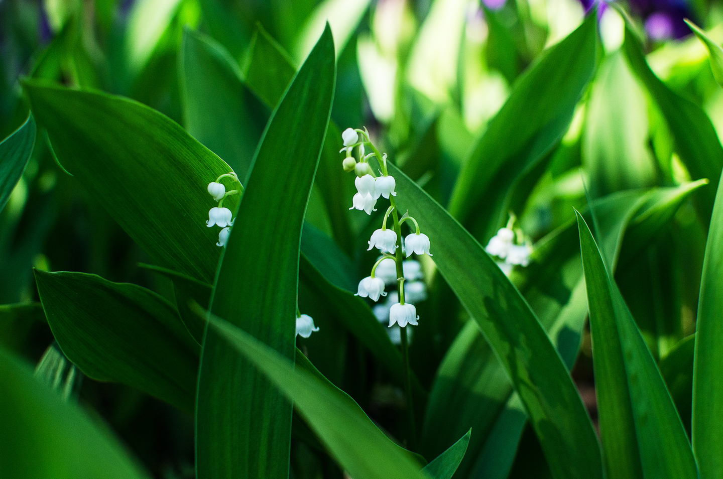 Lily of the valley - ©Ольга Шиманович - stock.adobe.com