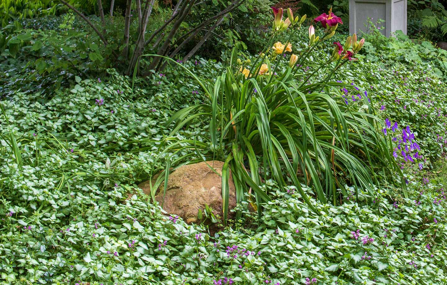 Lamium in a shady garden bed