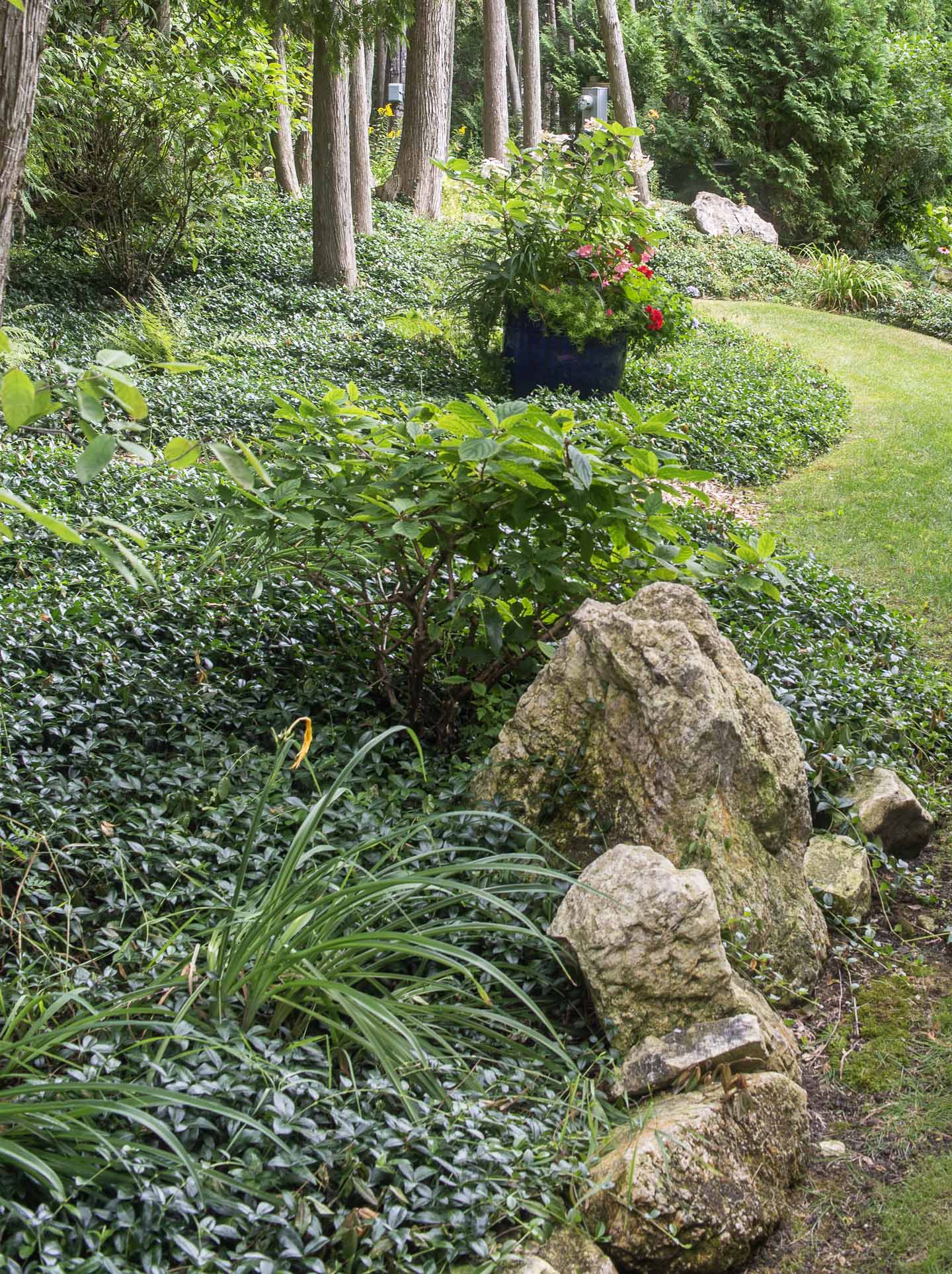 Vinca minor used as shade ground cover in the garden