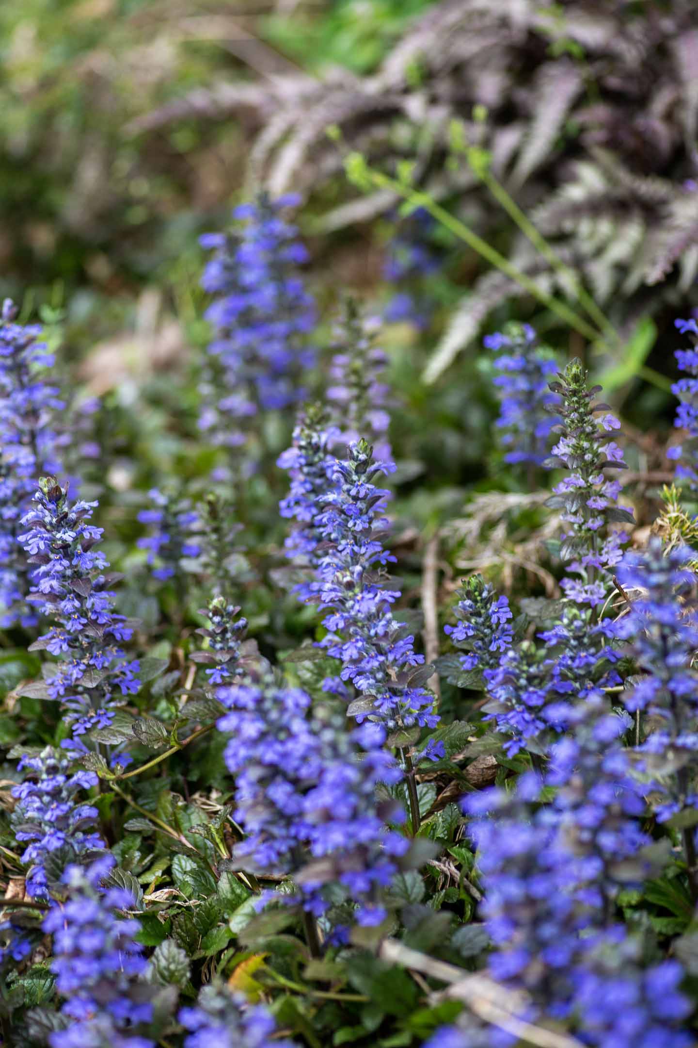 Ajuga reptans perennial ground cover for shade