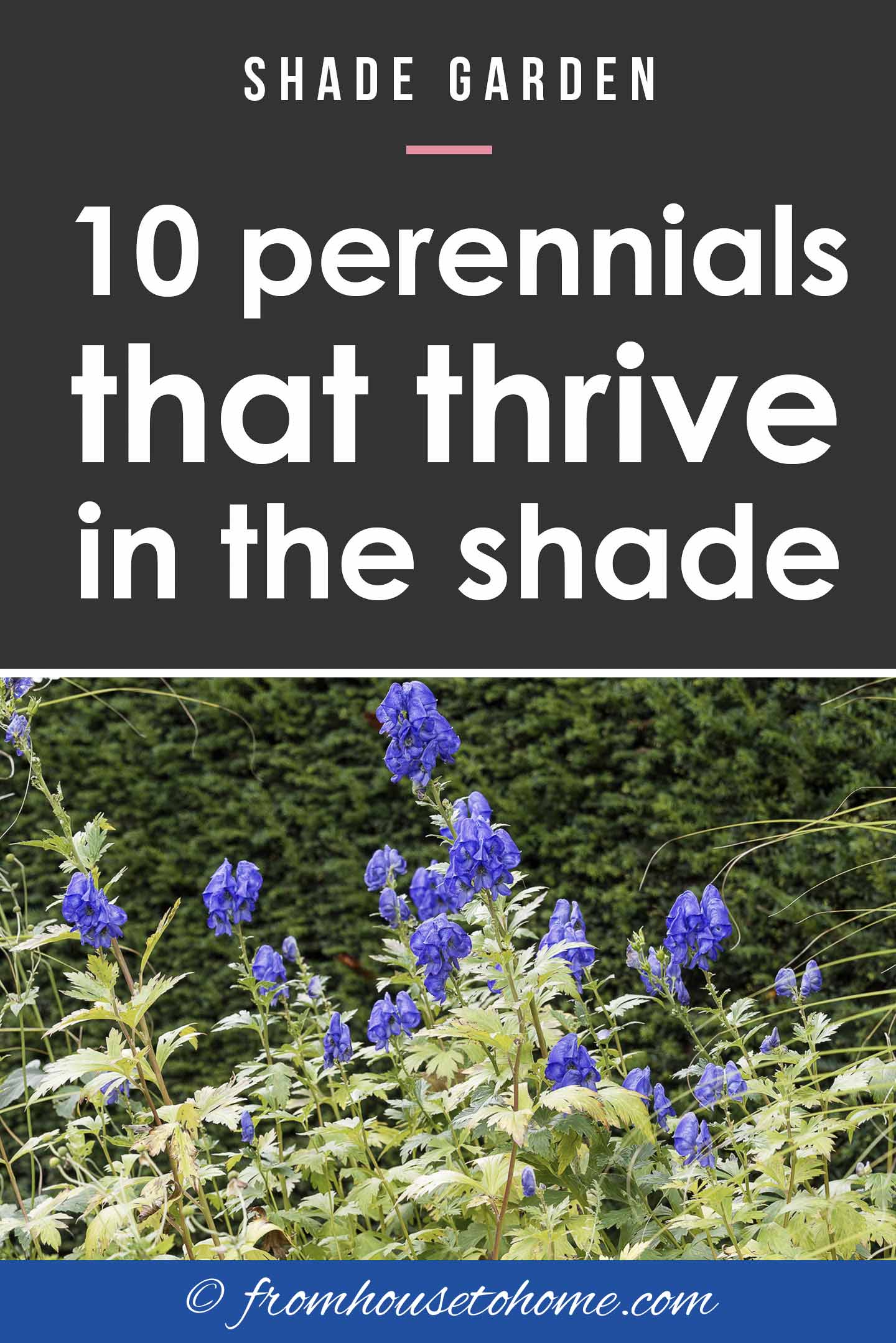 Tall Shade Perennials (10 Flowering Plants That Bloom In The Shade)