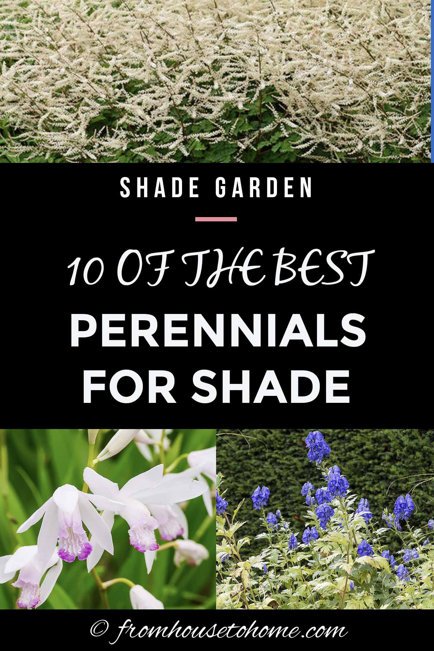 Tall Shade Perennials (10 Flowering Plants That Bloom In The Shade)