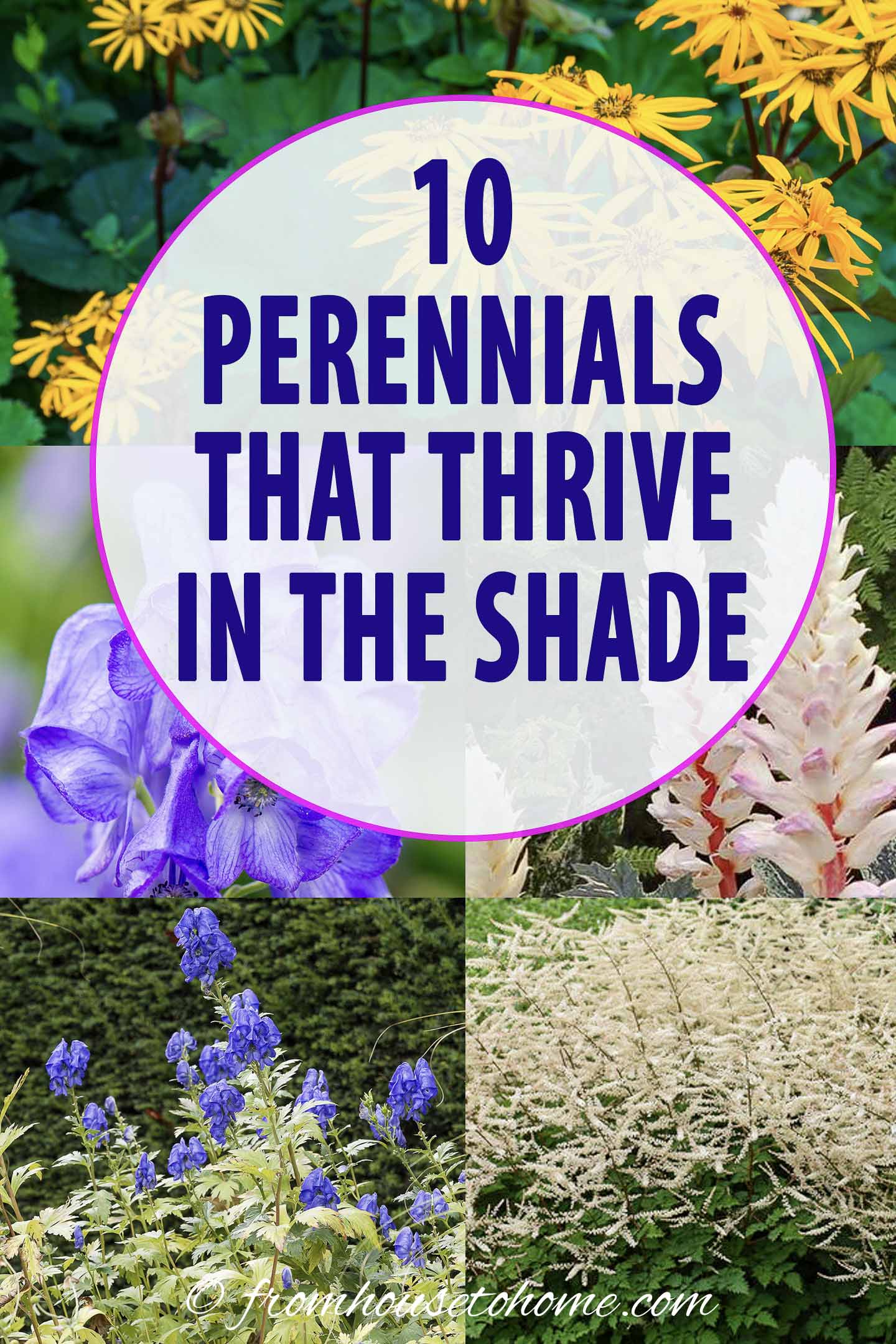 Tall Shade Perennials (10 Flowering Plants That Bloom In The Shade)