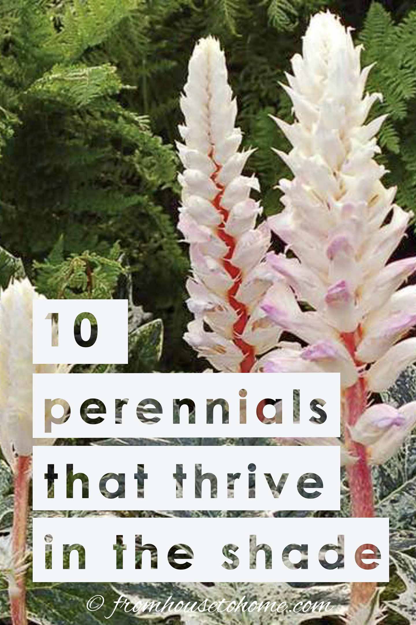 Tall Shade Perennials (10 Flowering Plants That Bloom In The Shade)