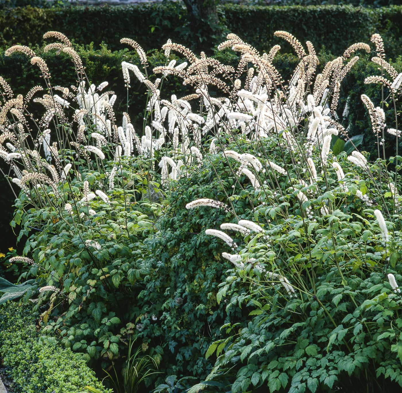 Bugbane flowering in the fall garden