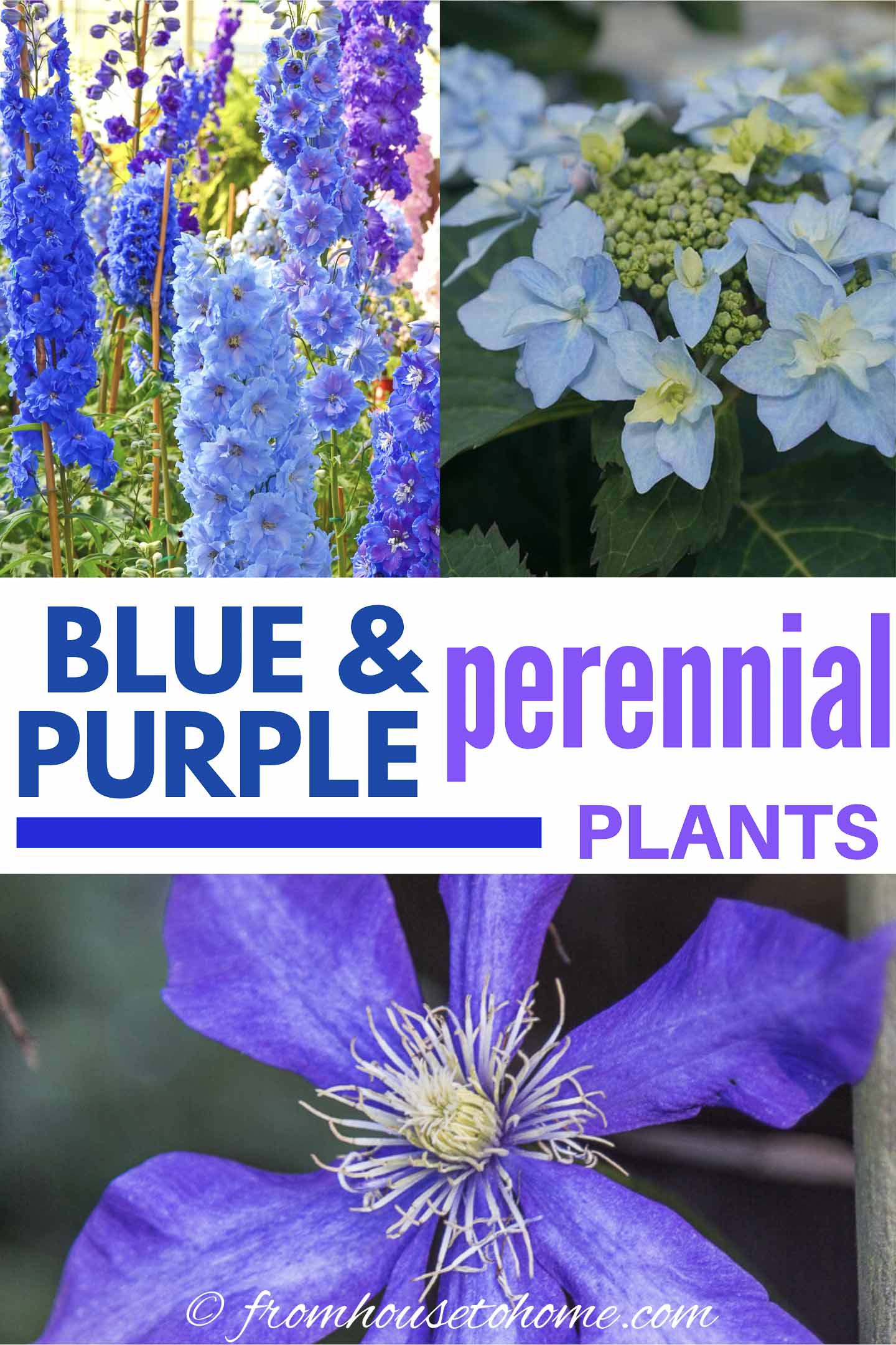 Purple and Blue spring perennials for part shade