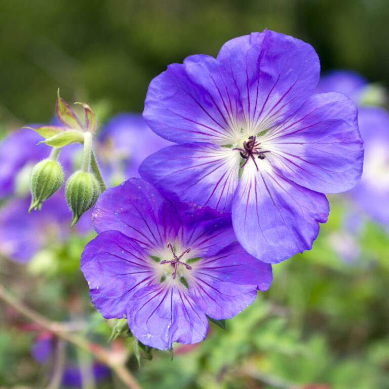 Purple and Blue Part Shade Perennials To Plant With Spring-Blooming Bulbs