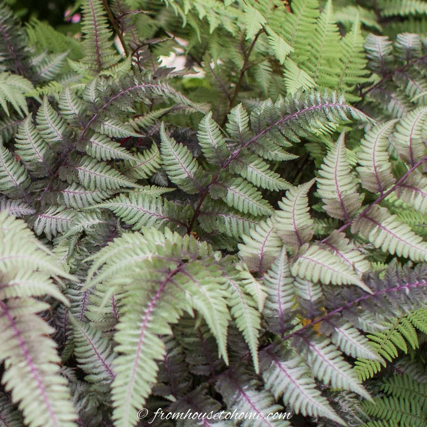 Japanese painted fern 'Pictum'