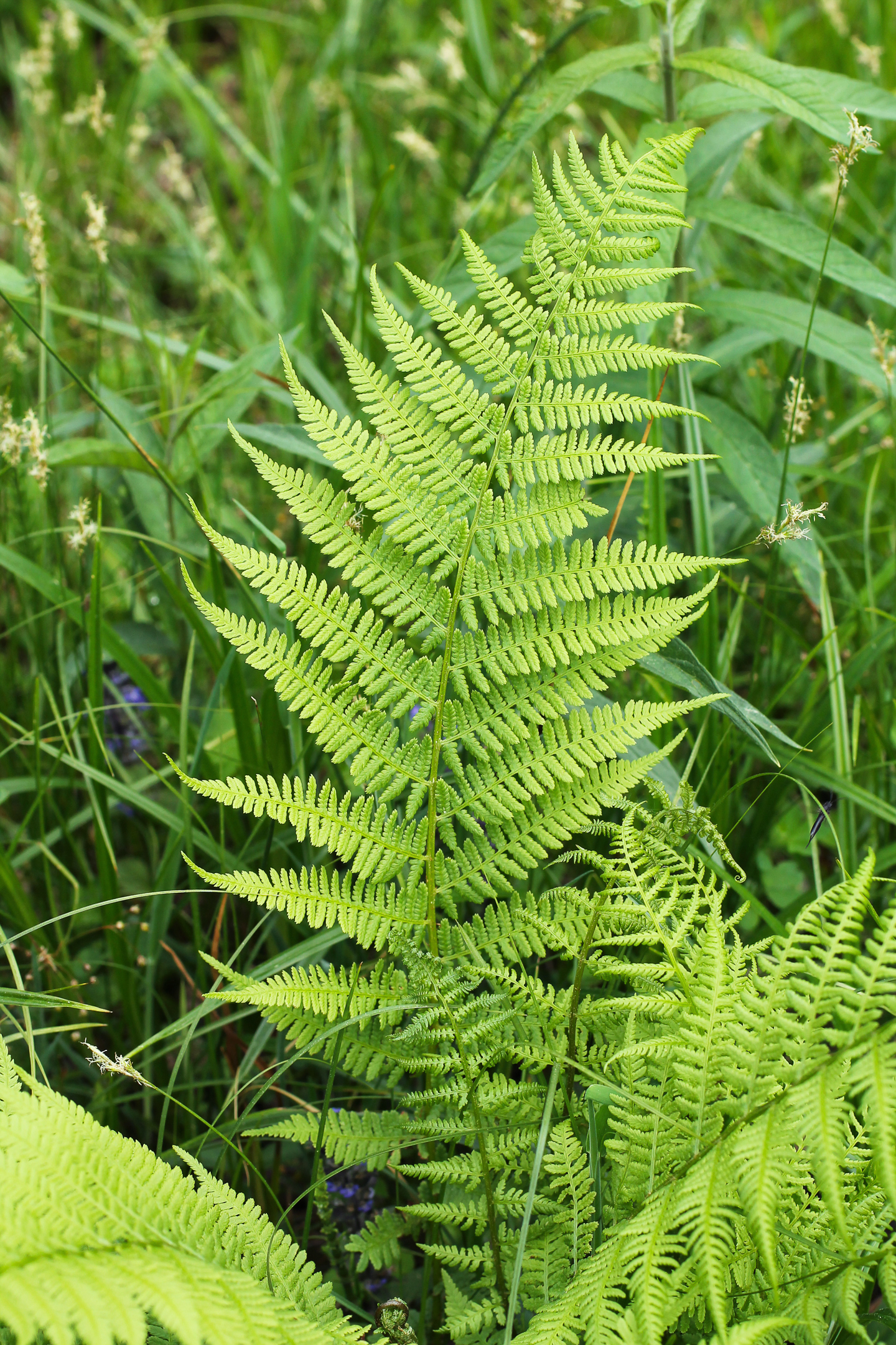 Male Fern (Dryopteris filix-mas)