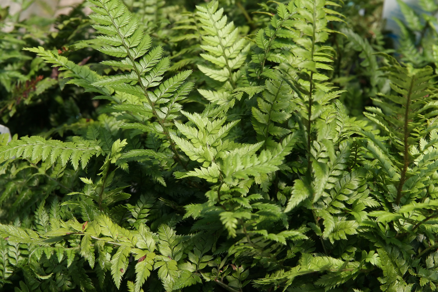 Korean Rock Fern (Polystichum tsus-simense)