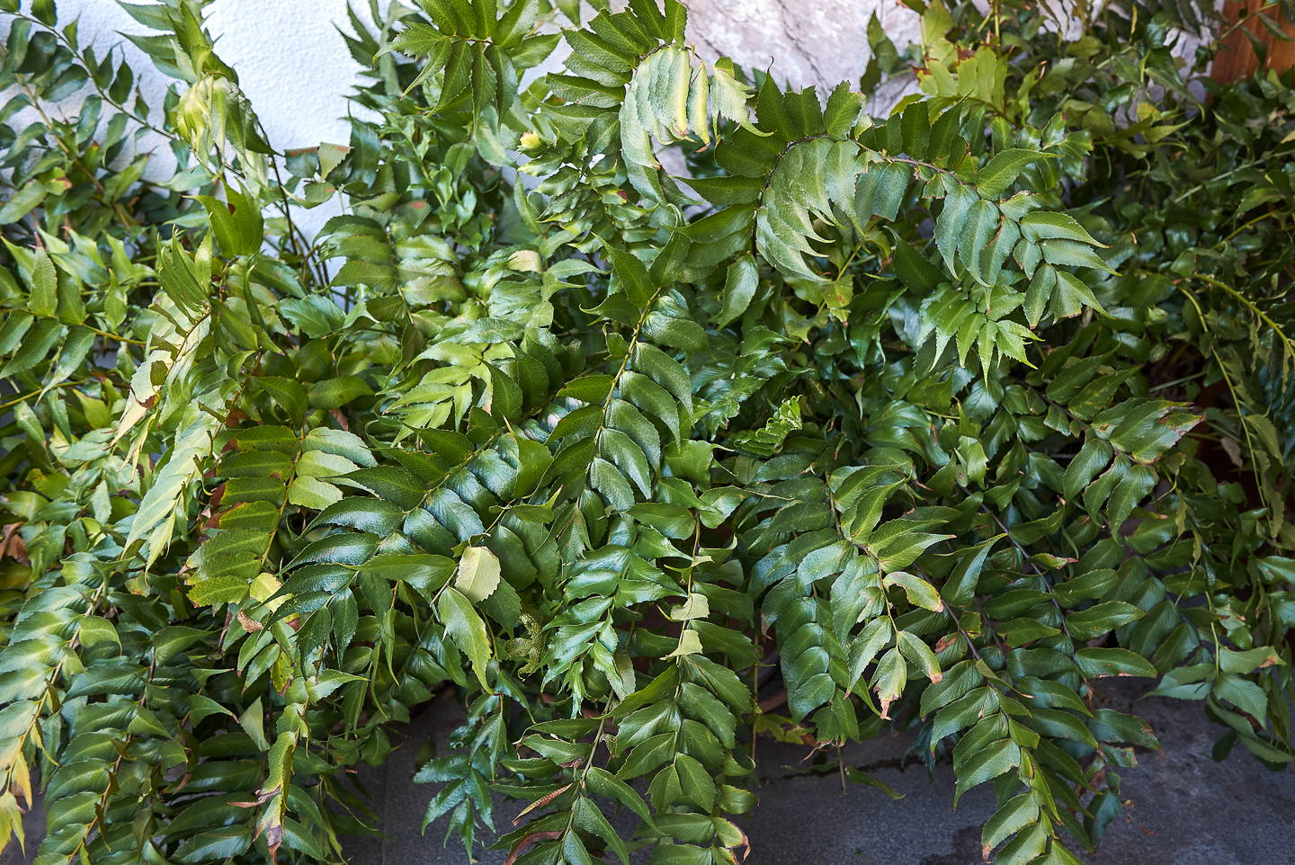 Holly fern (Cyrtomium falcatum)
