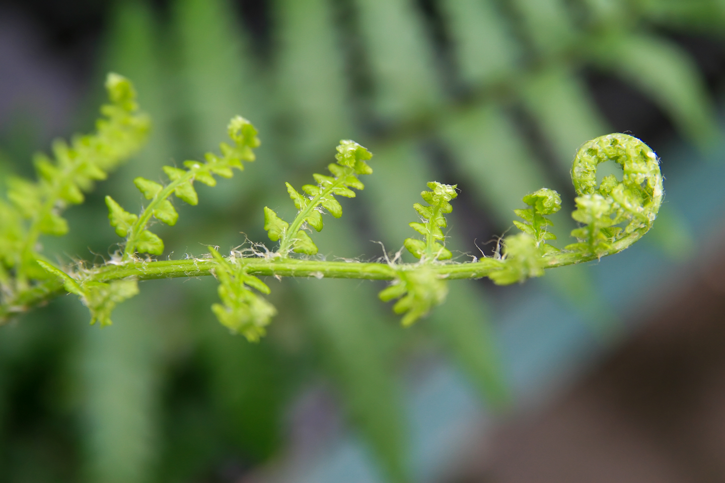 Southern Wood Fern (Dryopteris Ludoviciana)