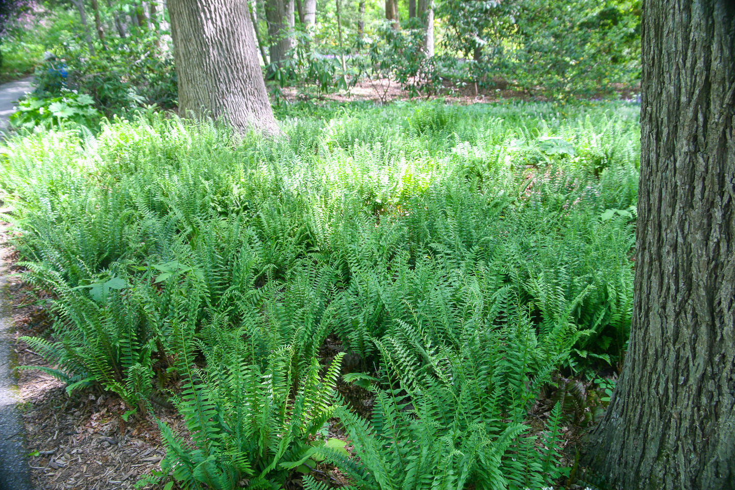 Christmas Fern (Polystichum acrostichoides)