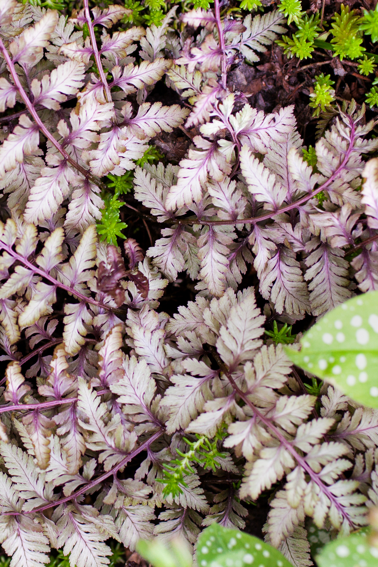 Japanese painted fern 'Silver Falls' ©speakingtomato - stock.adobe.com