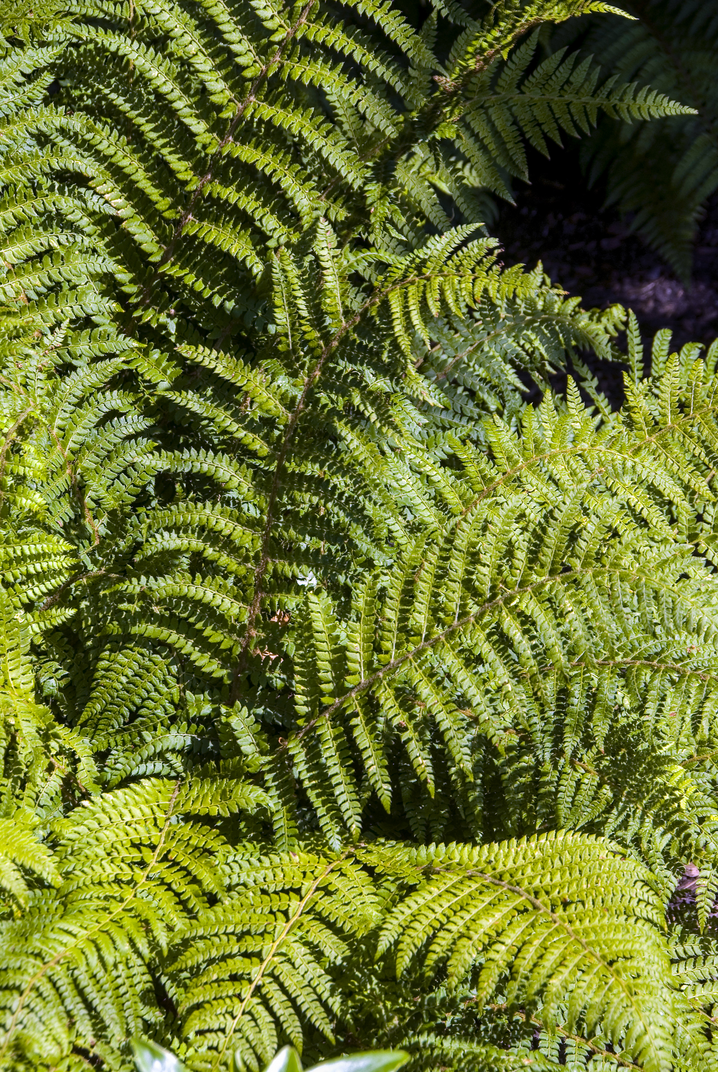 Japanese Tassel Fern (Polystichum polyblepharum) ©HVPM dev - stock.adobe.com