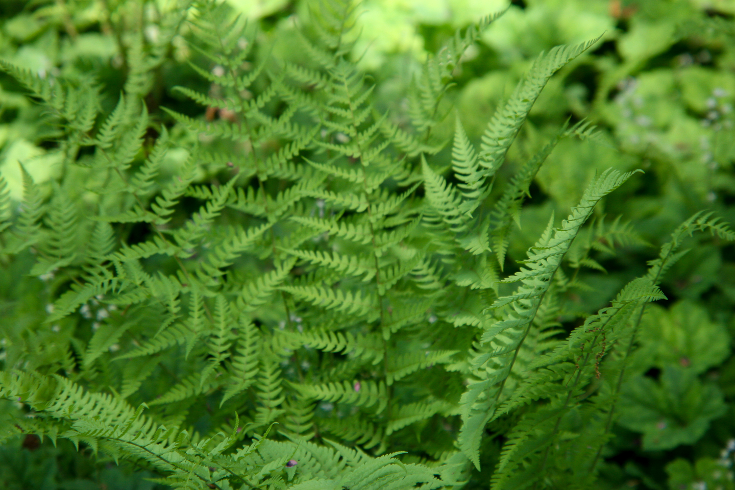 Marginal Wood Fern (Dryopteris marginalis)