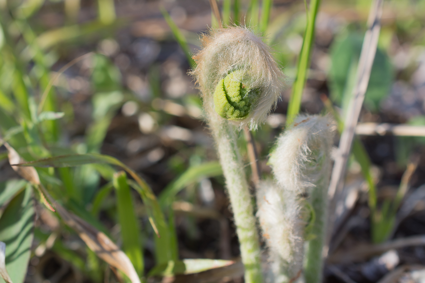 Cinnamon fern fiddleheads ©ClubhouseArts - stock.adobe.com