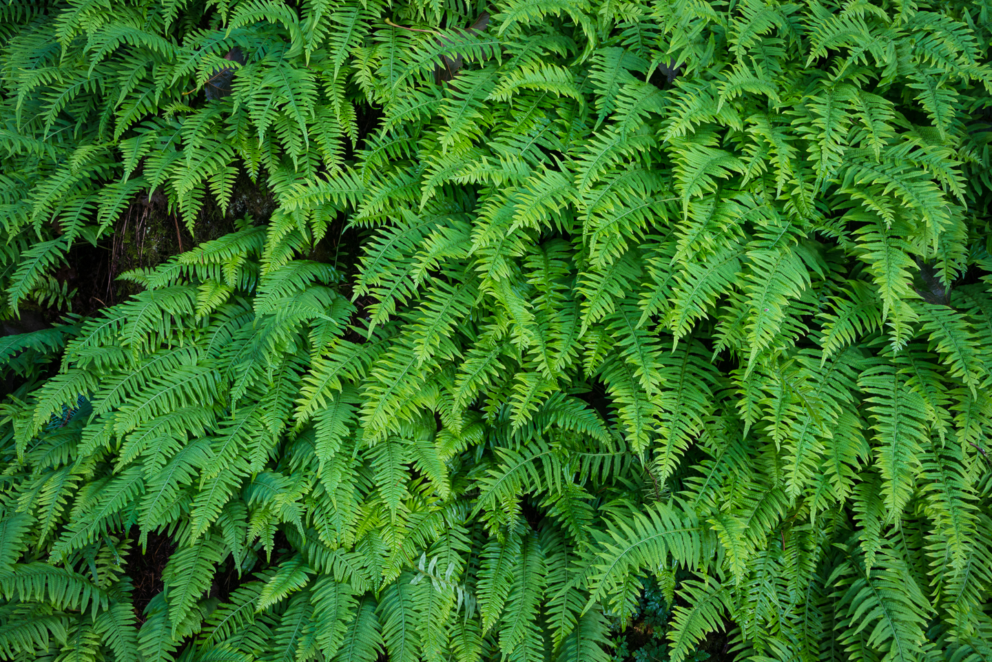Western Sword Fern (Polystichum munitum)