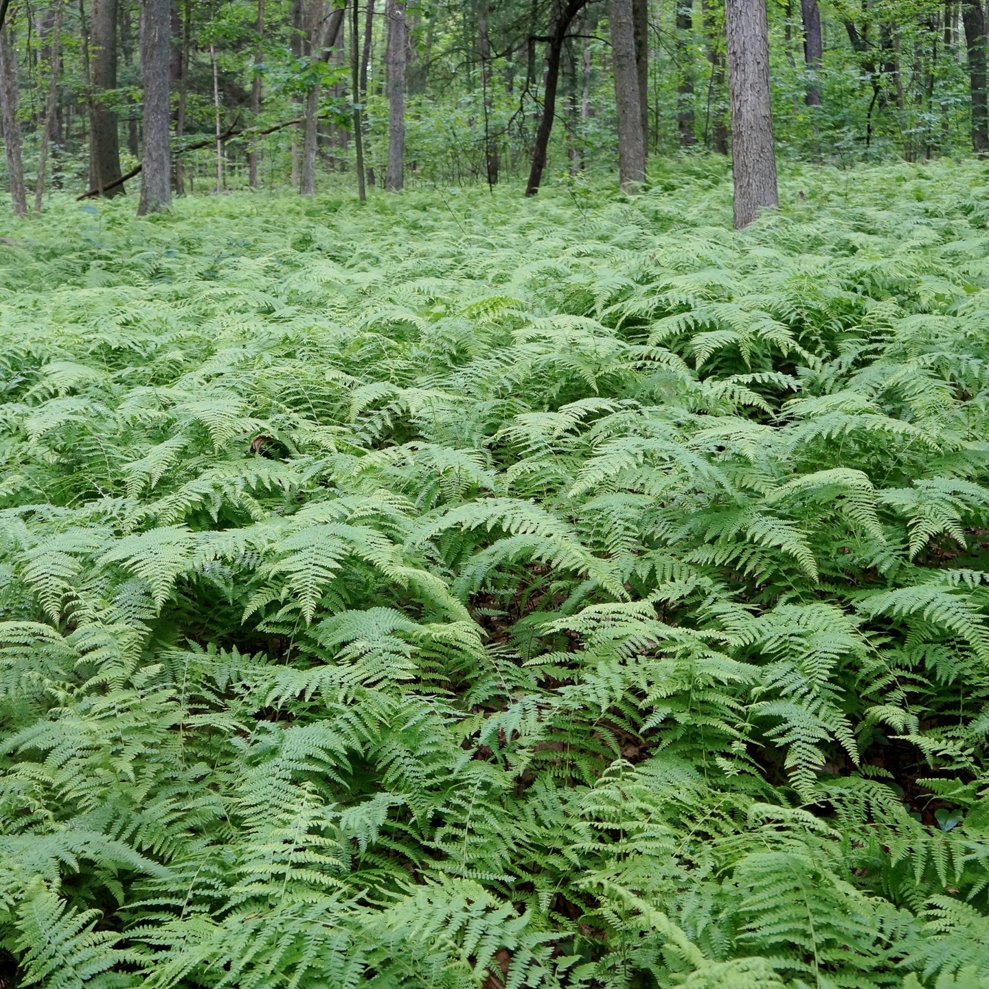 Lady Fern (Athyrium filix-femina) ©bob - stock.adobe.com