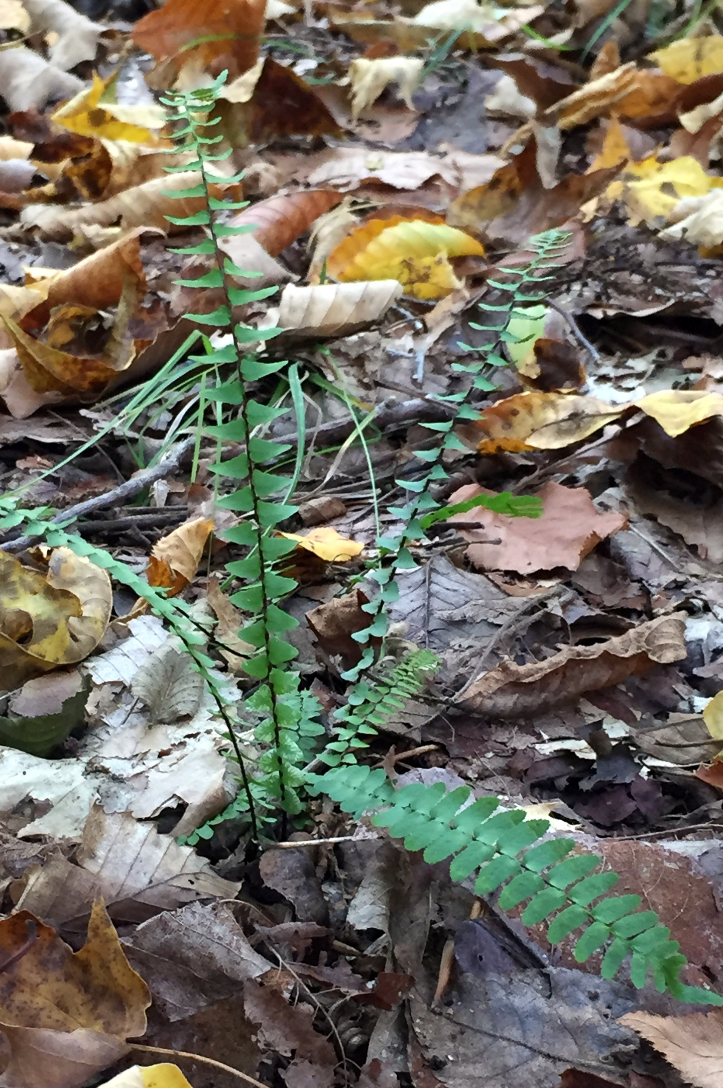 Ebony Spleenwort (Asplenium platyneuron)