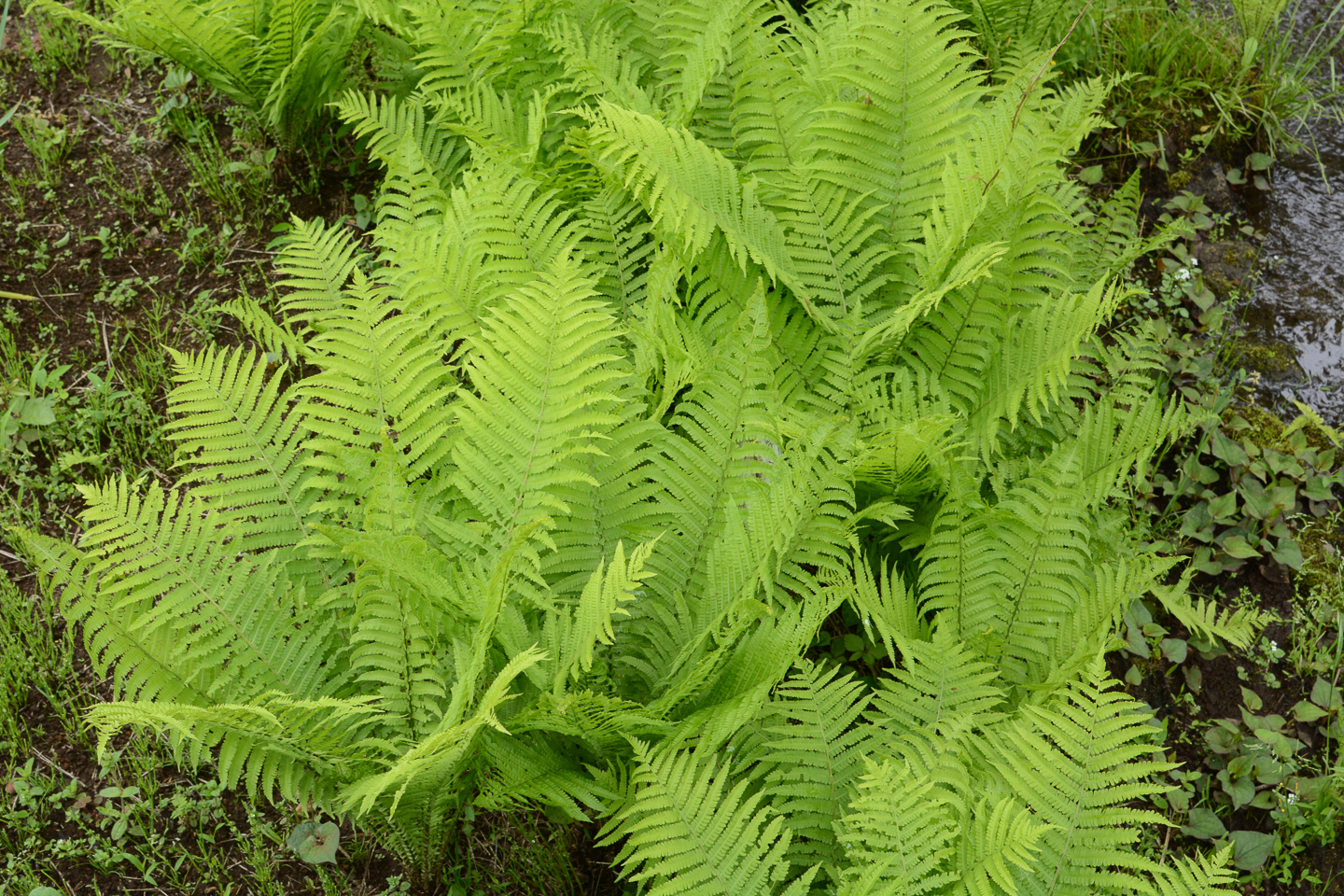 Young ostrich ferns (Matteuccia struthiopteris) ©tamu - stock.adobe.com