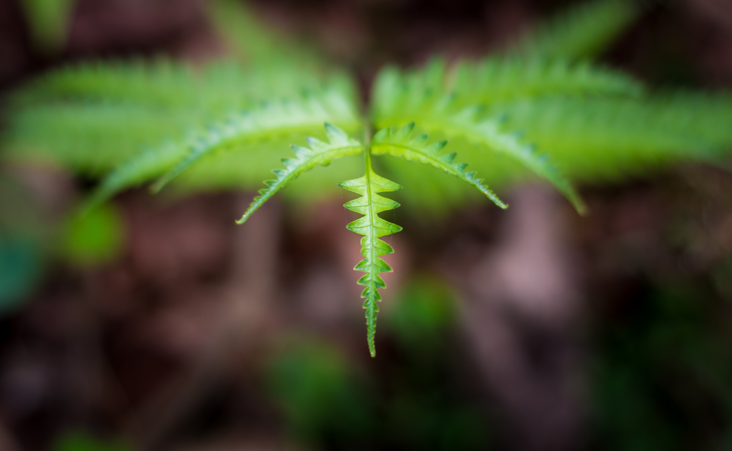 Southern Shield Or Wood Fern (Thelypteris kunthii) ©Libin - stock.adobe.com